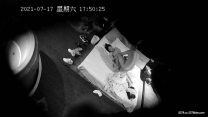 2021七月新流出情趣酒店偷拍體育館打羽毛球結識的眼鏡少婦星期六打完球直接去開房繼續運動沒想到那麼騷